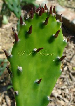  Phylloclade with caducous leaves